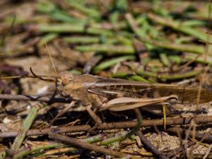 Locusta migratoria - Migratory Locust - Europeisk vandringsgräshoppa