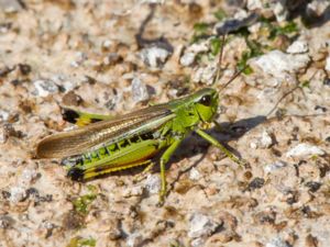 Mecostethus grossus - Large Marsh Grasshopper - Kärrgräshoppa