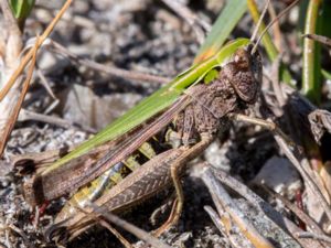 Omocestus viridulus - Common Green Grasshopper - Grön ängsgräshoppa