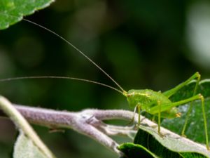 Leptophyes punctatissima - Speckled Bush-cricket - Lövvårtbitare