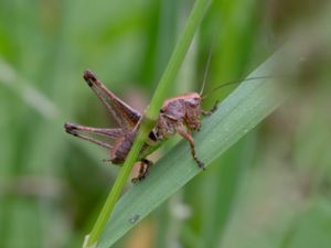 Pholidoptera griseoaptera - Dark Bush-cricket - Buskvårtbitare