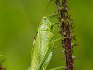 Tettigonia veridissima - Great Green Bush-Cricket - Grön vårtbitare