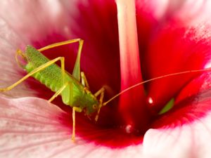 Tettigoniidae - Bush-crickets and Katydids - Vårtbitare