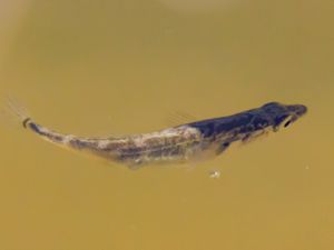 Gasterosteidae - Stickleback - Spiggar