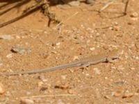 Acanthodactylus scutellatus Oued Jenna, Awsard Road, Western Sahara, Morocco 20180220_0092