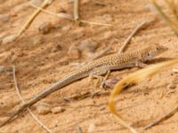 Acanthodactylus scutellatus Oued Jenna, Awsard Road, Western Sahara, Morocco 20180220_0103
