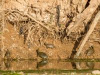 Mauremys leprosa leprosa Oued Ksob River Mouth, Essaouria, Morocco 20180225_0309