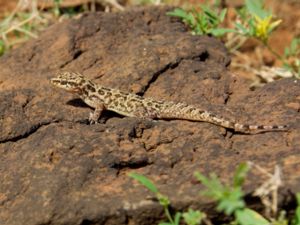 Hemidactylus bouvieri - Cape Verde Leaf-toed Gecko