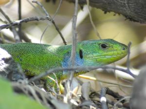 Lacerta trilineata - Balkan Emerald Lizard - Jättesmaragdödla