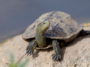Mauremys caspica - Caspian Turtle - Kaspisk bäcksköldpadda