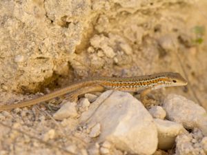 Ophisops elegans - Snake-eyed Lizard - Ormögonödla