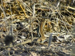 Ophisops occidentalis - Western Snake-eyed Lizard