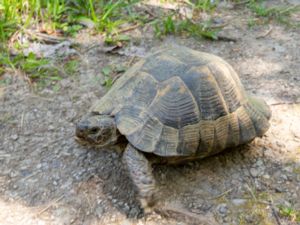 Testudo graeca - Spur-thighed Tortoise - Morisk sköldpadda