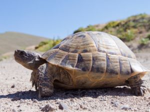 Testudo hermanni - Hermann’s Tortoise - Grekisk landsköldpadda