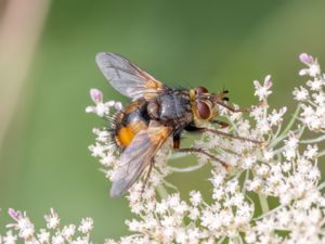 Diptera - Flies - Tvåvingar