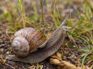 Gastropoda - Snails and slugs - Snäckor