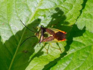 Hemiptera - True bugs - Halvvingar