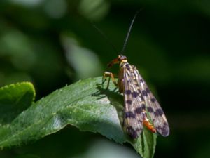 Mecoptera - Scorpionflies - Näbbsländor