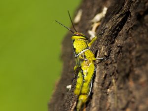 Orthopterans