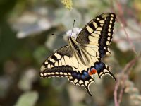 Papilio machaon Gergeri, Crete, Greece (11)