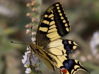 Papilio machaon Gergeri, Crete, Greece 20110928B (24)
