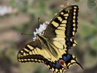 Papilio machaon Gergeri, Crete, Greece 20110928B (27)