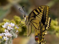 Papilio machaon Gergeri, Crete, Greece 20110928B (35)