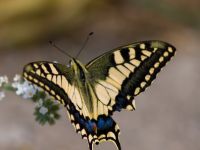 Papilio machaon Gergeri, Crete, Greece 20110928B (4)
