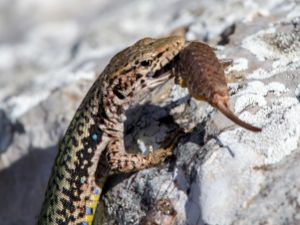 Amphibians and Reptiles