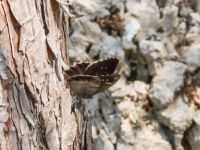 Hipparchia fatua Biokovo Nature Park, Tucepi, Croatia 20170802_1537