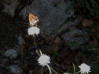Issoria lathonia Botanical Garden Biokovo, Kotinica, Tucepi, Croatia 20170804_1813
