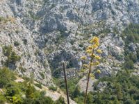 Agave americana Botanical Garden Biokovo, Kotinica, Tucepi, Croatia 20170804_1784
