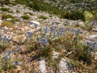 Eryngium creticum Biokovo Nature Park, Tucepi, Croatia 20170802_1438