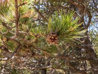 Pinus nigra Biokovo Nature Park, Tucepi, Croatia 20170802_1416