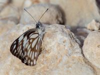 Belenois aurota Wadi Salvadora, Israel 20130331 027