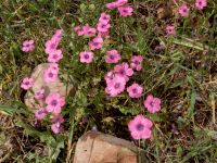 Linum pubescens Mount Gilboa, Israel 20130331 348