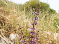 Salvia judaica Mount Gilboa, Israel 20130331 350