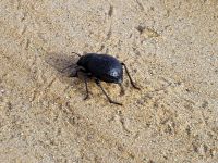 Coleoptera Erg Chebbi, Morocco 20060411 457