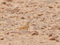 Ammomanes cinctura arenicola Camel Drinking, Awsard Road, Western Sahara, Morocco 20180219_0126