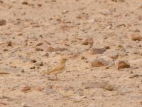 Ammomanes cinctura arenicolor Camel Drinking, Awsard Road, Western Sahara, Morocco 20180219_0119