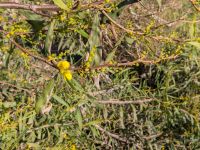 Acacia saligna Oued Massa, Morocco 20180224_0240