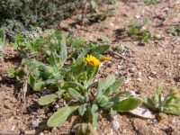 Calendula arvensis Cap Rihr, Morocco 20180225_0475