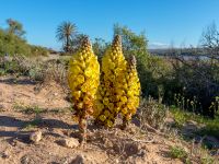 Cistanche phelipaea Oued Massa, Morocco 20180224_0245