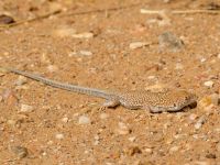 Acanthodactylus scutellatus Oued Jenna, Awsard Road, Western Sahara, Morocco 20180220_0096