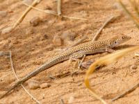 Acanthodactylus scutellatus Oued Jenna, Awsard Road, Western Sahara, Morocco 20180220_0103