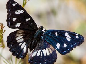 Butterflies Invaluable help with identification of butterflies from Vildan Bozaci, Turkey www.kelebek-turk.com